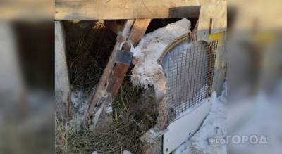 Охотники высказали версию о звере, убивающем собак в Ядринском районе - mur.tv