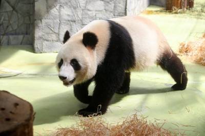В Московском зоопарке подготовили интерактивные программы ко Дню панд - mur.tv - Китай