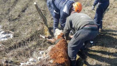 На Кубани спасли корову, которая провалилась в четырехметровый колодец - mur.tv - Россия - Кубань