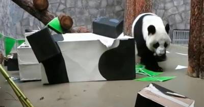 Панда в Московском зоопарке уничтожила подаренную ей робопанду - mur.tv - Китай