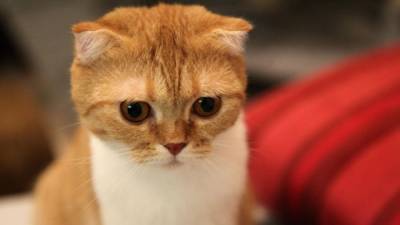 Ролик с плачущей из-за ухода хозяев кошки растрогал пользователей Сети - mur.tv