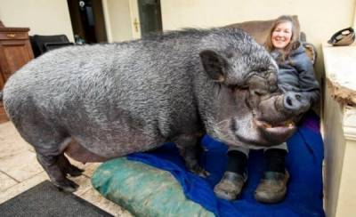 Огромная свинья проживает прямо в доме своих хозяев - porosenka.net - Шотландия