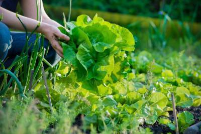 Чем полезен зеленый листовой салат? - lifehelper.one