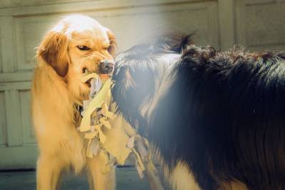 Кинолог объяснил, что может спровоцировать агрессивное поведение собаки - mur.tv