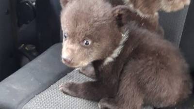 Видео из Сети. При заготовке леса в Карелии нашли берлогу с медвежатами - mur.tv - республика Карелия