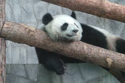 Видео поздравлений панд из Московского зоопарка восхитило Сеть - mur.tv - Китай