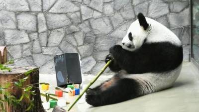 Пандам в московском зоопарке подарили их искусственных сородичей. - mur.tv