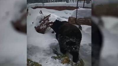 Вести. В зоопарке Екатеринбурга проснулся медведь Гай - mur.tv - Екатеринбург
