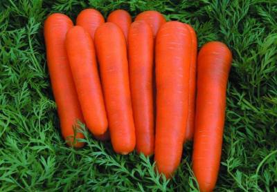 Сорт моркови Детская сладость: описание, фото и отзывы - sadogorod.club