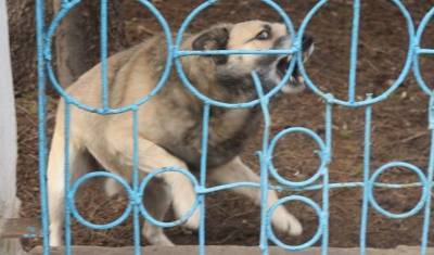 Жители Оренбурга начали убивать бездомных собак после нападений на людей - mur.tv - Оренбург