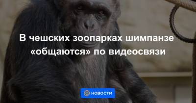 В чешских зоопарках шимпанзе общаются по видеосвязи - mur.tv - Чехия