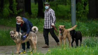 В России предложили ввести налог на собак и обязательную стерилизацию питомцев - mur.tv - Россия - Улан-Удэ