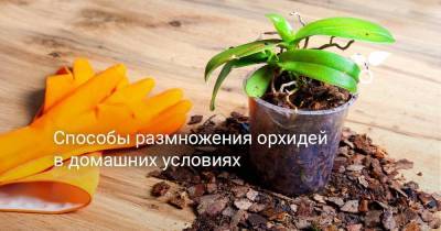 Способы размножения орхидей в домашних условиях - sadogorod.club