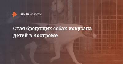 Стая бродящих собак искусала детей в Костроме - mur.tv - Кострома