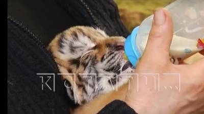 Тигриные ясли появились в нижегородском зоопарке - mur.tv - Мадагаскар