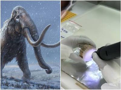 Найдена древнейшая в мире ДНК мамонта - mur.tv