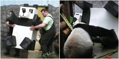 Панда из Московского зоопарка уничтожила “робопанду”, которую ей подарили - mur.tv