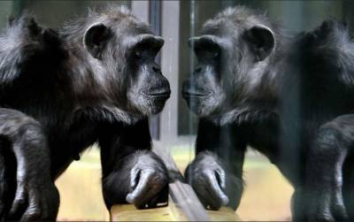 В зоопарках Чехии во время карантина устраивают видеоконференции между шимпанзе - mur.tv - Чехия