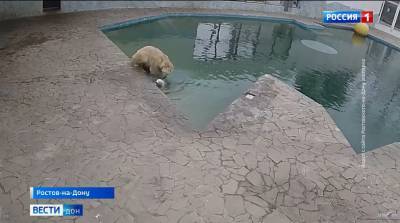 В зоопарке Ростова Комета в первый раз разрешила своему медвежонку искупаться в бассейне - mur.tv