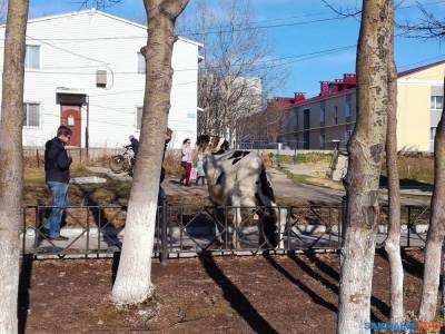 Сахалинские депутаты проиграли охинским коровам бой, но не войну - mur.tv