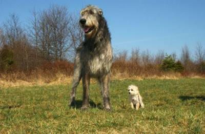 Марти Беккер - Породы собак: от самой крупной к самой маленькой - mur.tv