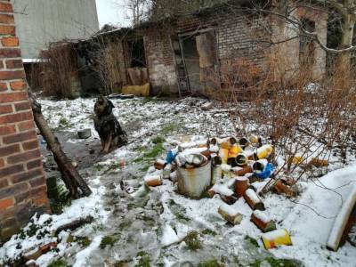 Неслыханная жестокость: пес целый год провел на цепи в пустом доме - mur.tv - Польша