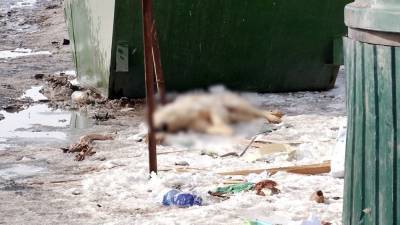В Оренбурге неизвестные начали травить бездомных собак - mur.tv - Оренбург