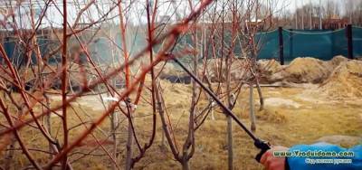 Ранневесенние обработки и опрыскивания плодовых деревьев - sadogorod.club