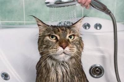 Как мыть домашнюю кошку: 5 заблуждений и интересных фактов - porosenka.net