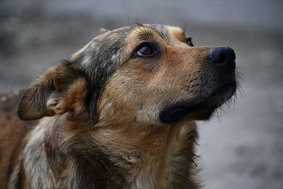Собаки умирали в агонии. В Смоленске снова орудуют догхантеры - mur.tv - Смоленск