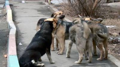 Вести. В Хабаровске и пригороде стремительно растет количество бродячих собак - mur.tv - Хабаровск