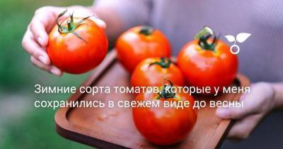 Зимние сорта томатов, которые у меня сохранились в свежем виде до весны - sadogorod.club - Италия