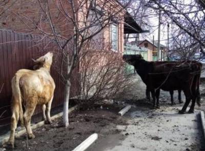 Три голодные коровы терроризируют жителей Ростовской области - mur.tv - Ростовская обл.