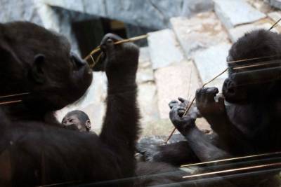 Мирослав Бобек - Две гориллы заразились COVID-19 в Пражском зоопарке - mur.tv