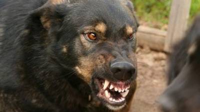 На Ямале из-за бешеной собаки, покусавшей 9 человек, в поселке вводят карантин - mur.tv - округ Янао - район Приуральский