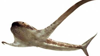 В Мексике палеонтологи обнаружили древнюю акулу с крыльями - mur.tv - Мексика