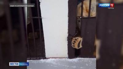 Белая медведица предприняла попытку бегства из зоопарка в Перми - mur.tv - Россия - Пермь