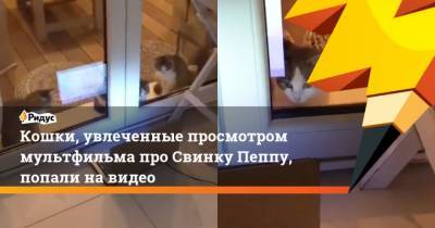 Кошки, увлеченные просмотром мультфильма про Свинку Пеппу, попали на видео - mur.tv
