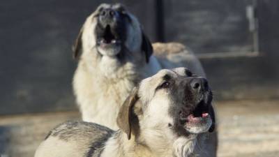 Встретил 17 собак за утро: Саратов оккупировали бродячие животные - mur.tv - Россия