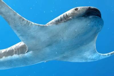 Палеонтологи нашли в Мексике древнюю крылатую акулу - mur.tv - Мексика