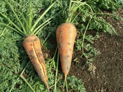 Морковь лопается и трескается в земле на грядке: причины, что делать - sadogorod.club