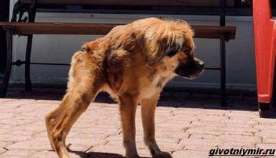История о собаке с необычной внешностью, которую спасли от эвтаназии - mur.tv