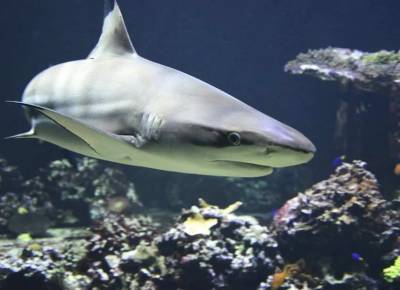 Ученые в Мексике нашли останки древней акулы с “крыльями” - mur.tv - Франция - Германия - Мексика