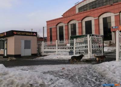 Сахалинские депутаты рассказали, как загрызли их собак - mur.tv - Южно-Сахалинск - Холмск - Углегорск