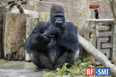 Мирослав Бобек - В Пражском зоопарке подтвердили заражение коронавирусом еще двух горилл - mur.tv - Чехия