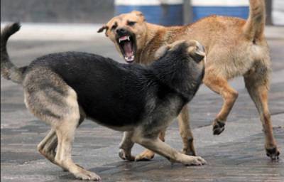 Тендер завершен: В Лисичанске проведут стерилизацию 100 бродячих собак - mur.tv - Лисичанск