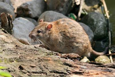Гигантские крысы едва не съели собаку в Великобритании - mur.tv