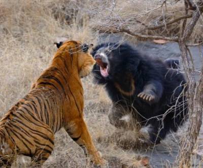 Медведица дала отпор двум огромным бенгальским тиграм - porosenka.net - Индия