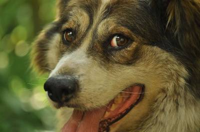 В Ульяновске спасли собаку, которую скальпировали и ослепили в гаражах - mur.tv - Ульяновск