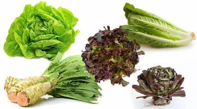 Все разнообразие листовых салатов: учимся разбираться в салате - sadogorod.club